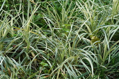 Liriope spicata
