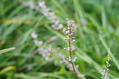 Liriope spicata