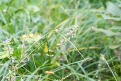 Liriope spicata