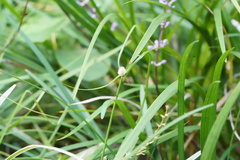 Liriope spicata