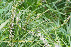 Liriope spicata