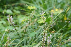 Liriope spicata