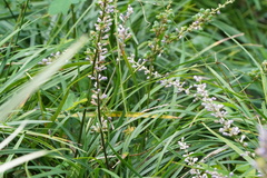 Liriope spicata