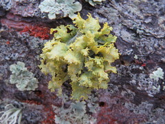 Vulpicida canadensis