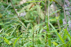 Liriope spicata