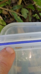 Amphixystis hapsimacha