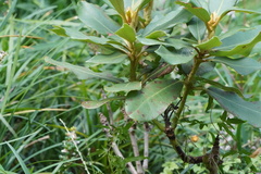 Liriope spicata