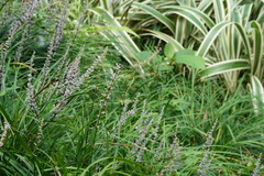Liriope spicata