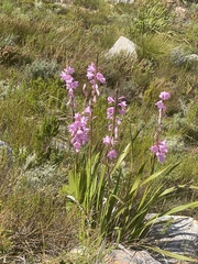 Watsonia borbonica