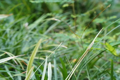Liriope spicata