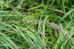Liriope spicata