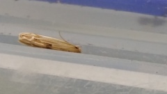 Amphixystis hapsimacha