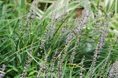 Liriope spicata