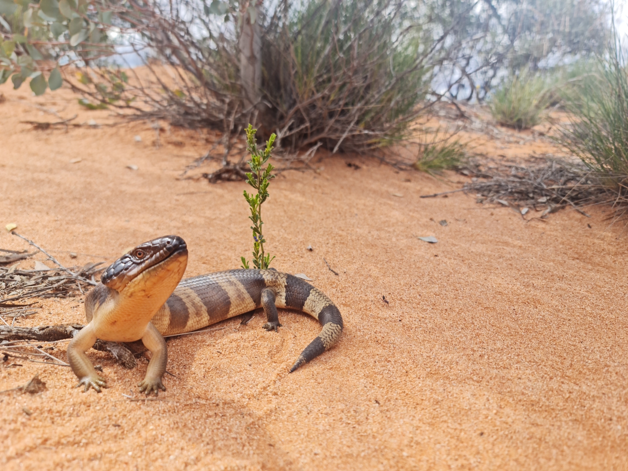 western bluetongue, western blue-tongued lizard