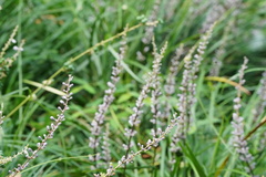 Liriope spicata