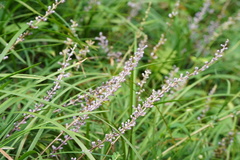 Liriope spicata