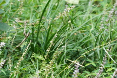 Liriope spicata