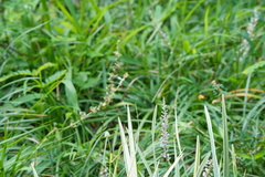Liriope spicata