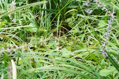 Liriope spicata
