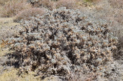Astragalus arnacantha