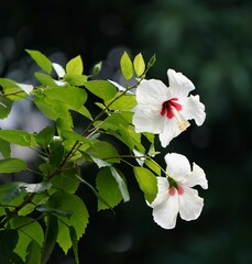Hibiscus rosa-sinensis