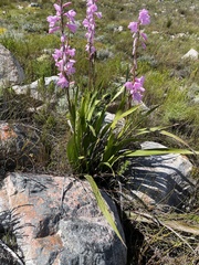 Watsonia borbonica