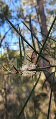Hakea ulicina