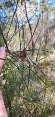 Hakea ulicina