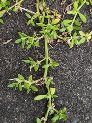 Dentella repens
