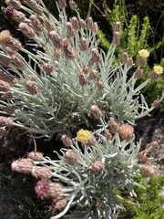 Syncarpha gnaphaloides