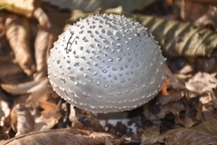 Amanita echinocephala