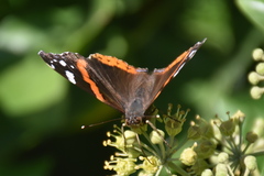 Vanessa atalanta