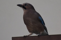 Garrulus glandarius