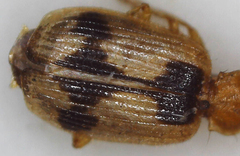 Lebia