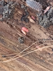 Androniscus dentiger