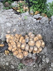 Coprinellus micaceus