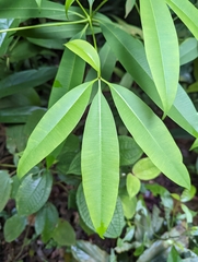 Alstonia scholaris