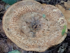 Paxillus