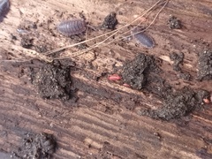 Androniscus dentiger