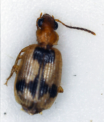 Lebia