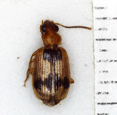 Lebia