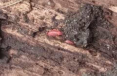 Androniscus dentiger