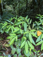 Alstonia scholaris