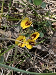 Bossiaea