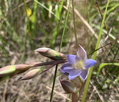 Thelymitra aristata