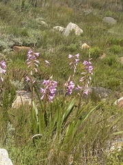 Watsonia borbonica
