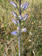 Thelymitra aristata