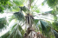 Livistona chinensis
