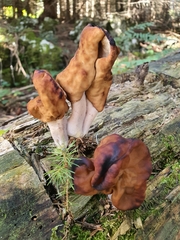 Gyromitra infula