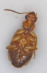 Lebia